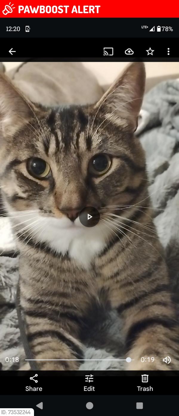 Lost Male Cat last seen Alderhaven b.c housing building, Langley Township, BC 
