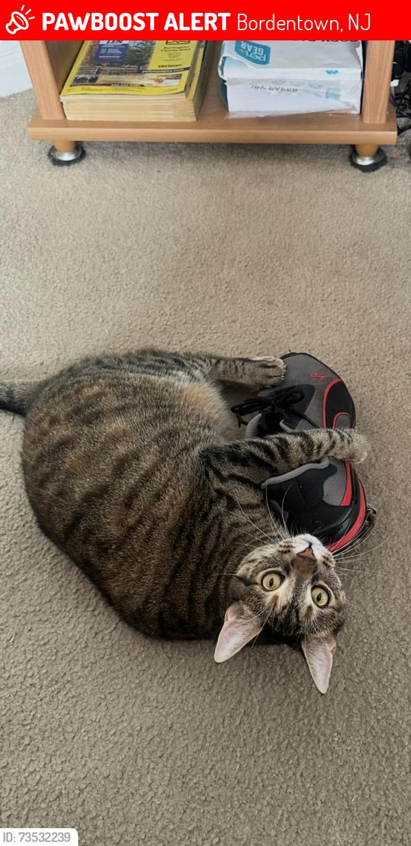 Lost Female Cat last seen Southgate and Rydal apmts building 13 and 22, Bordentown, NJ 08505