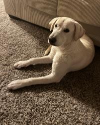 Found/Stray Male Dog last seen Pine and Lewis, Tulsa, OK 74103