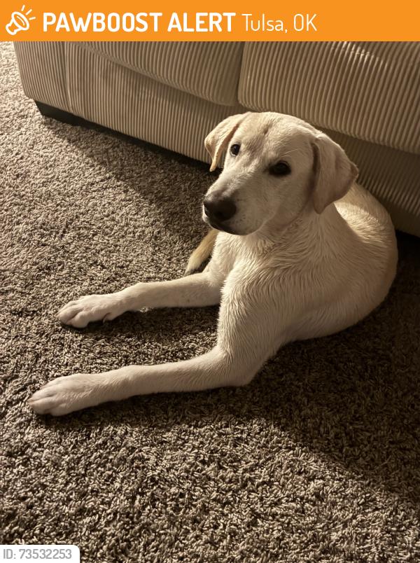 Found/Stray Male Dog last seen Pine and Lewis, Tulsa, OK 74103