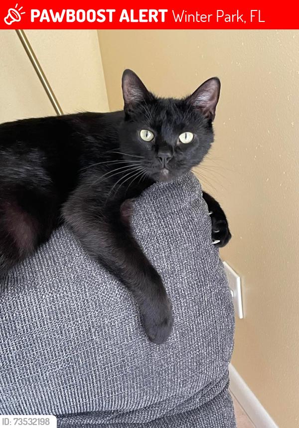 Lost Male Cat last seen Old Howell Branch road, neighborhood behind Wawa, Winter Park, FL 32792
