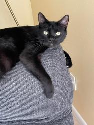 Lost Male Cat last seen Old Howell Branch road, neighborhood behind Wawa, Winter Park, FL 32792