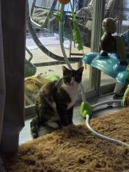 Reunited Female Cat last seen Lake rd, rancier ave, the grove apmts, Killeen, TX 76543