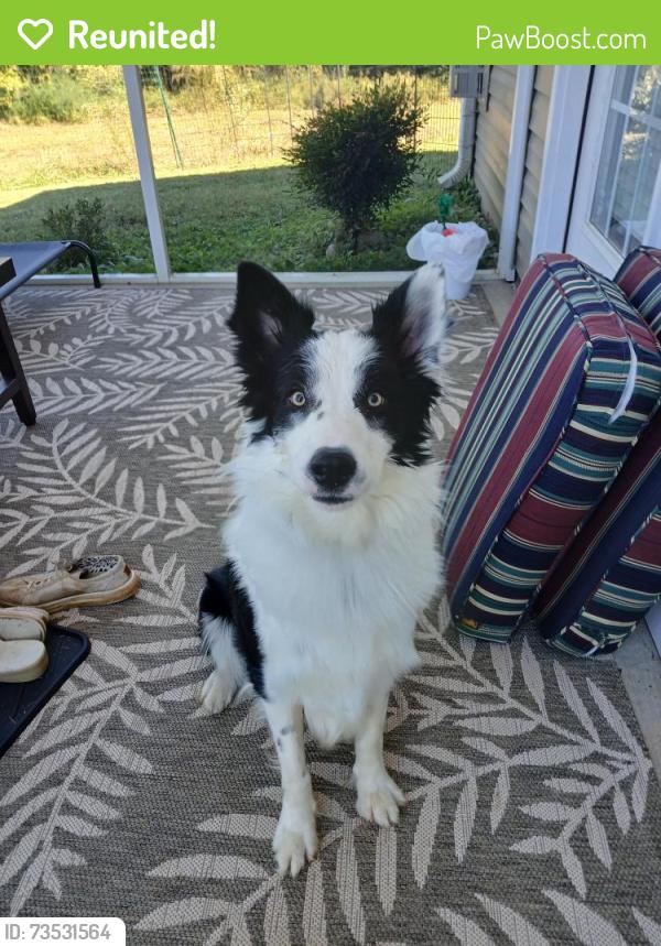 Reunited Male Dog last seen Ingles, Boiling Springs, SC 29316