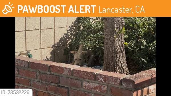 Found/Stray Unknown Dog last seen by Costco Ave. L & 10th Street West in Lancaster, Lancaster, CA 93534