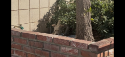 Found/Stray Unknown Dog last seen by Costco Ave. L & 10th Street West in Lancaster, Lancaster, CA 93534
