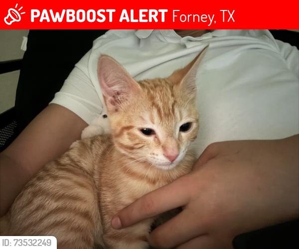 Lost Male Cat last seen Reeder Rd-Clear Springs Dr, Forney, TX 75126