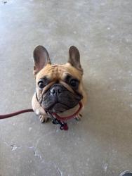 Reunited Female Dog last seen Jennifer dr, ft hood st, Killeen, TX 76542