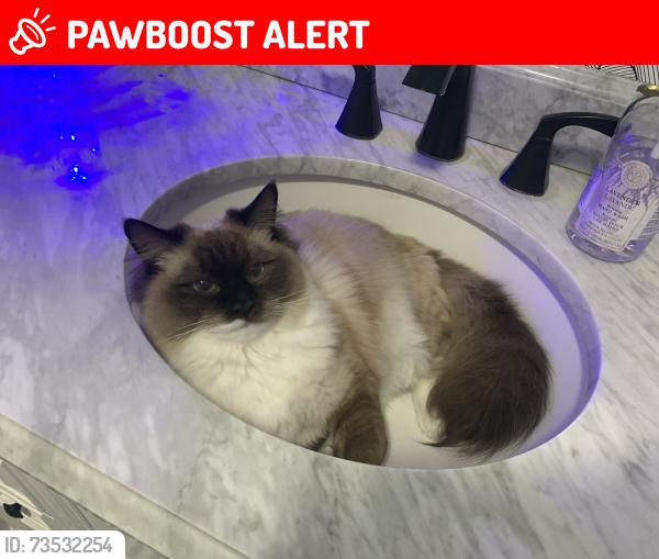 Lost Male Cat last seen Sashabaw rd by independence oaks, Village of Clarkston, MI 48348