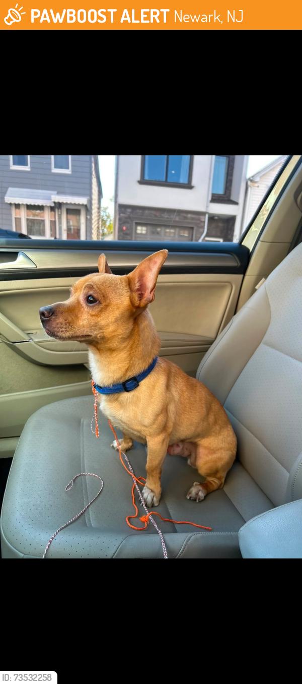 Found/Stray Male Dog last seen Kossuth Street Newark, Newark, NJ 07105