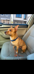 Found/Stray Male Dog last seen Kossuth Street Newark, Newark, NJ 07105