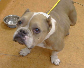 Shelter Stray Female Dog last seen 43RD AVE/44TH ST,95824, 3839 Bradshaw Rd, Sacramento, CA 95827, USA