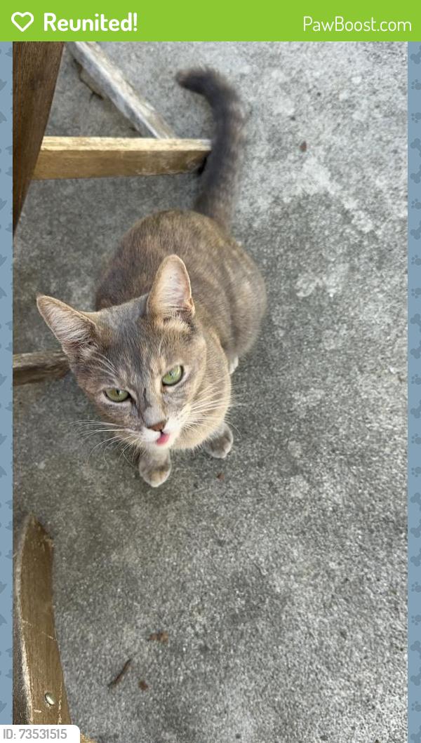 Reunited Female Cat last seen Windmill and Chestnut, San Marcos, TX 78666