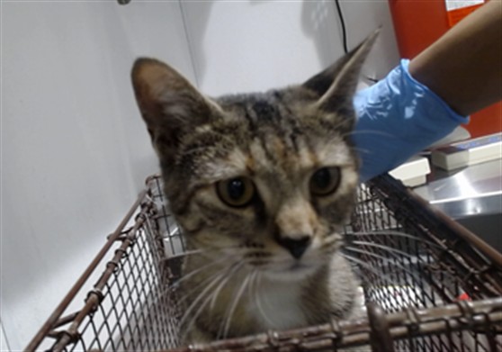 Shelter Stray Female Cat last seen BRYANT/ALAMEDA, 1419 Bryant St, San Francisco, CA 94103, USA