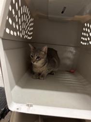 Shelter Stray Male Cat last seen CARLTON PLACE COURT NORTH,63123, 10521 Baur Blvd, Olivette, MO 63132, USA