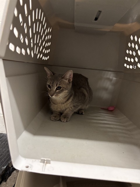 Shelter Stray Male Cat last seen CARLTON PLACE COURT NORTH,63123, 10521 Baur Blvd, Olivette, MO 63132, USA
