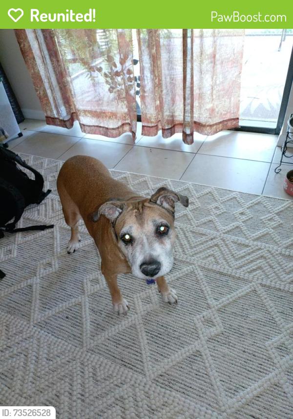 Reunited Female Dog last seen Santa Barbara, Cape Coral, FL 33904