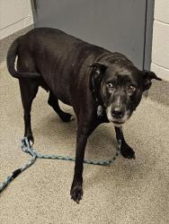 Shelter Stray Female Dog last seen Near BLOCK BROOKS CHURCH RD, 4950 SW Triana Blvd, Huntsville, AL 35805, USA