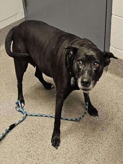 Shelter Stray Female Dog last seen Near BLOCK BROOKS CHURCH RD, 4950 SW Triana Blvd, Huntsville, AL 35805, USA