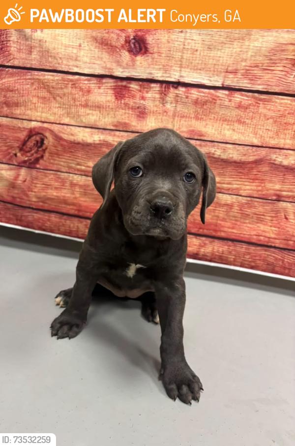 Found/Stray Unknown Dog last seen Located at Rockdale County Animal Service, 1506 Rockbridge Road, Conyers, GA 30012, Conyers, GA 30012