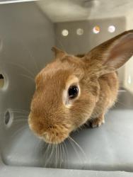 Shelter Stray Female Other last seen Near BLOCK HOLMES AVE, JURUPA VALLEY CA 91752, 6851 Van Buren Boulevard, Jurupa Valley, CA 92509, USA