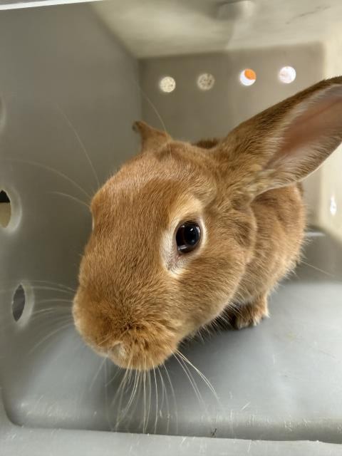 Shelter Stray Female Other last seen Near BLOCK HOLMES AVE, JURUPA VALLEY CA 91752, 6851 Van Buren Boulevard, Jurupa Valley, CA 92509, USA