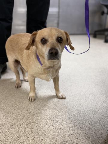 Shelter Stray Male Dog last seen VAN BUREN BLVD \ CLAY ST, RIVERSIDE, CA, 6851 Van Buren Boulevard, Jurupa Valley, CA 92509, USA