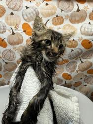 Shelter Stray Male Cat last seen BLAINE ST, IOWA AVE , RIVERSIDE CA, 6851 Van Buren Boulevard, Jurupa Valley, CA 92509, USA