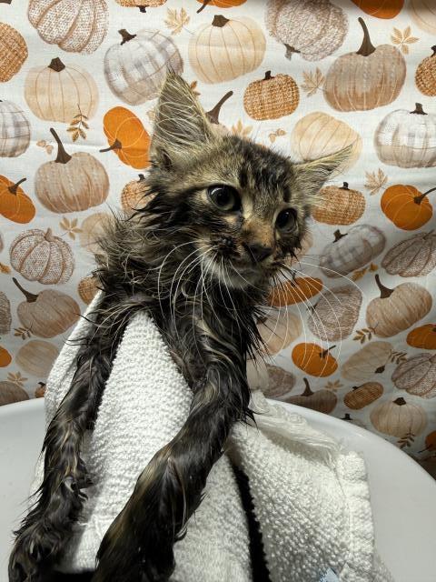 Shelter Stray Male Cat last seen BLAINE ST, IOWA AVE , RIVERSIDE CA, 6851 Van Buren Boulevard, Jurupa Valley, CA 92509, USA
