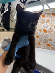 Shelter Stray Female Cat last seen Near BLOCK VAN BUREN BLVD, RIVERSIDE CA, 6851 Van Buren Boulevard, Jurupa Valley, CA 92509, USA