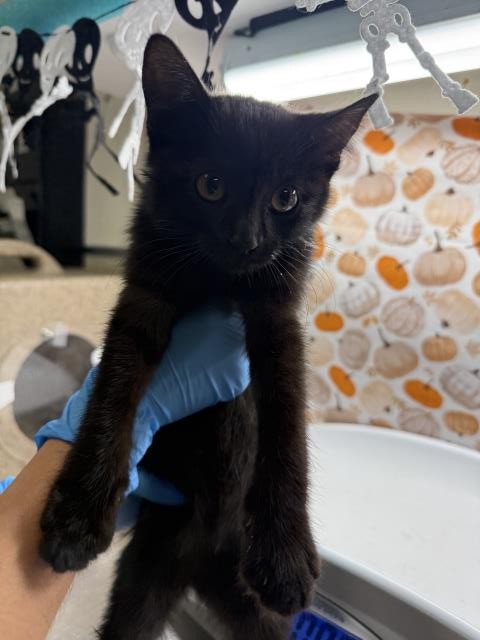 Shelter Stray Female Cat last seen Near BLOCK VAN BUREN BLVD, RIVERSIDE CA, 6851 Van Buren Boulevard, Jurupa Valley, CA 92509, USA