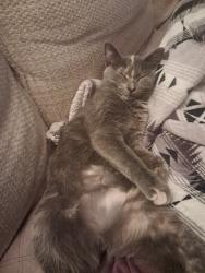 Shelter Stray Female Cat last seen ST PETERS, 4850 Mid Rivers Mall Dr, St Peters, MO 63376, USA