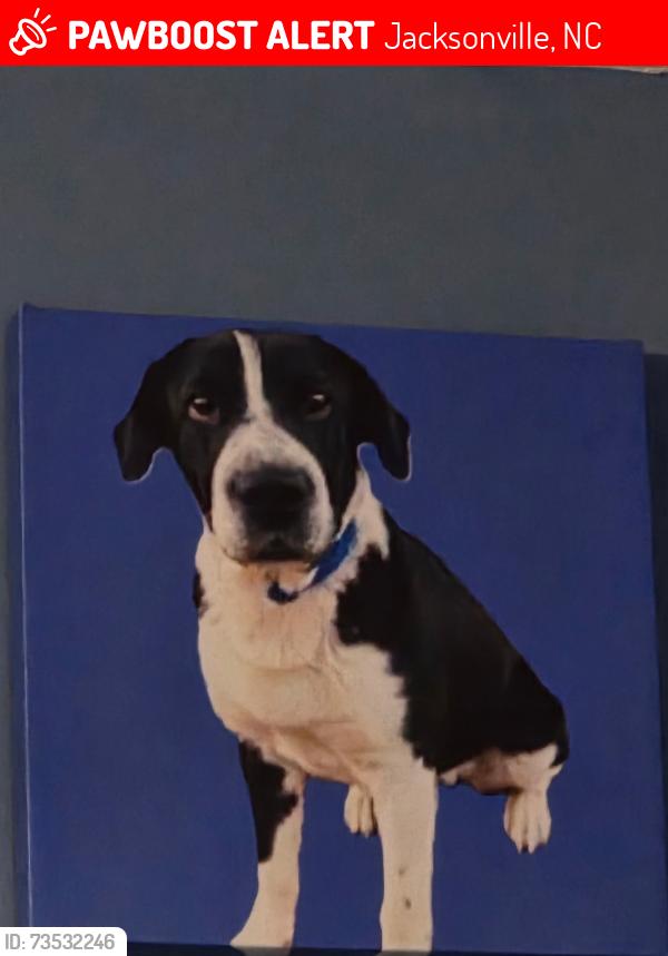 Lost Male Dog last seen Western Boulevard, Jacksonville, NC 28546