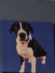 Lost Male Dog last seen Western Boulevard, Jacksonville, NC 28546