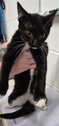 Shelter Stray Female Cat last seen ST CHARLES CO, 4850 Mid Rivers Mall Dr, St Peters, MO 63376, USA