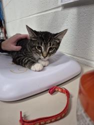 Shelter Stray Male Cat last seen ST CHARLES CO, 4850 Mid Rivers Mall Dr, St Peters, MO 63376, USA