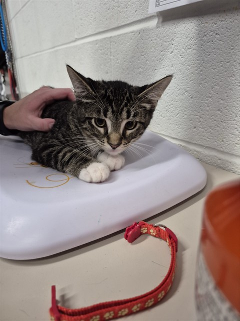 Shelter Stray Male Cat last seen ST CHARLES CO, 4850 Mid Rivers Mall Dr, St Peters, MO 63376, USA
