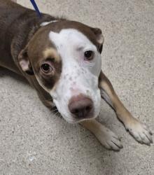 Shelter Stray Female Dog last seen Near BLOCK CACTUS ST, LAKE ISABELLA CA 93240, 3951 Fruitvale Ave, Bakersfield, CA 93308, USA