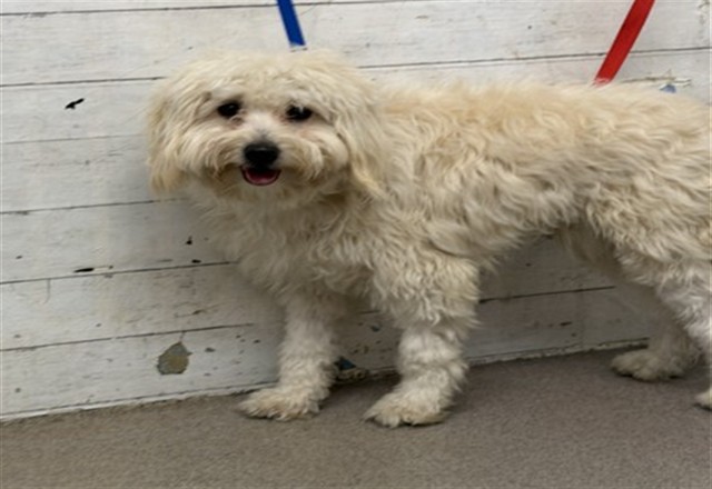 Shelter Stray Male Dog last seen LITTLE MOUNTAIN X KENDALL, 333 Chandler Pl, San Bernardino, CA 92408, USA