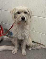 Shelter Stray Male Dog last seen BASELINE X D STREET, 333 Chandler Pl, San Bernardino, CA 92408, USA
