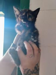 Shelter Stray Unknown Cat last seen , 333 Chandler Pl, San Bernardino, CA 92408, USA