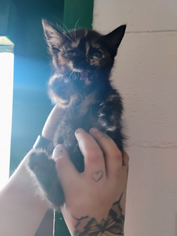 Shelter Stray Unknown Cat last seen , 333 Chandler Pl, San Bernardino, CA 92408, USA