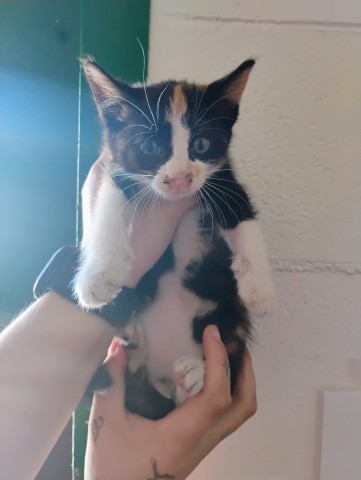 Shelter Stray Unknown Cat last seen , 333 Chandler Pl, San Bernardino, CA 92408, USA