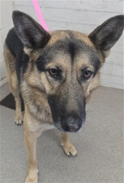Shelter Stray Female Dog last seen , 333 Chandler Pl, San Bernardino, CA 92408, USA