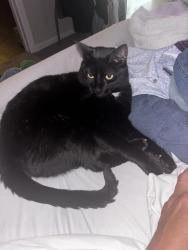 Lost Male Cat last seen Tapatio springs golf course, Boerne, TX 78006