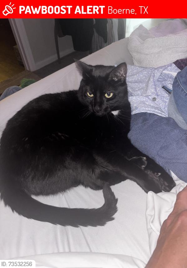 Lost Male Cat last seen Tapatio springs golf course, Boerne, TX 78006
