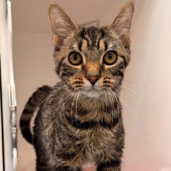 Shelter Stray Female Cat last seen Near, 5001 E Raymond St, Indianapolis, IN 46203, USA