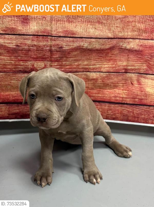 Found/Stray Unknown Dog last seen Located at Rockdale County Animal Service, 1506 Rockbridge Road, Conyers, GA 30012, Conyers, GA 30012
