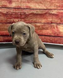 Found/Stray Unknown Dog last seen Located at Rockdale County Animal Service, 1506 Rockbridge Road, Conyers, GA 30012, Conyers, GA 30012