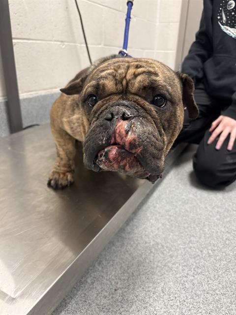 Shelter Stray Female Dog last seen Near, 5001 E Raymond St, Indianapolis, IN 46203, USA